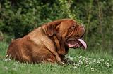 DOGUE DE BORDEAUX 317